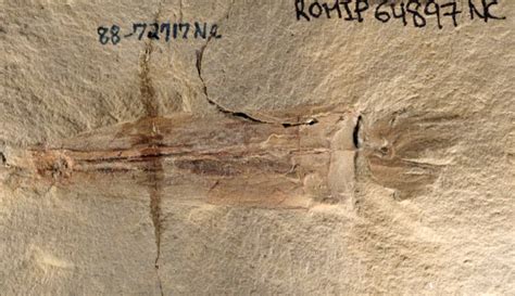 美国博物馆尘封30年的化石标本竟是章鱼远古祖先 以现任总统拜登的名字命名 - 神秘的地球 科学|自然|地理|探索