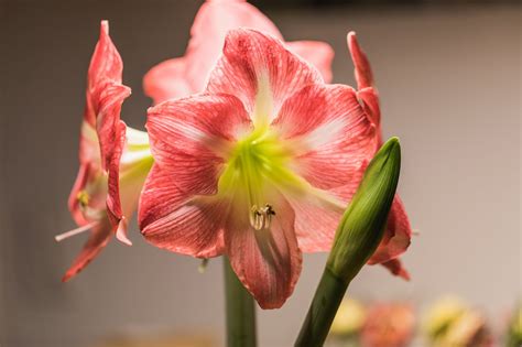 Showy amaryllis is perfect for Alaska’s indoor gardeners - Anchorage ...