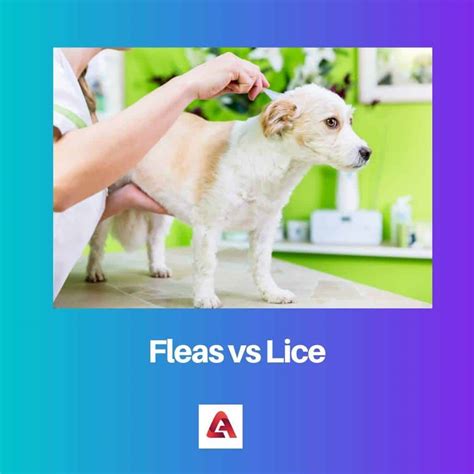 Fleas vs Lice: Difference and Comparison