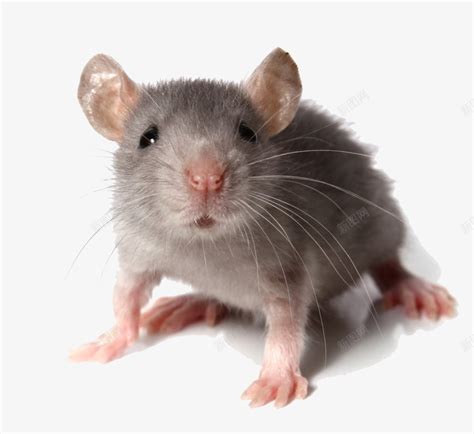 鼠类知多少——老鼠的繁殖速度有多快？ - 知乎