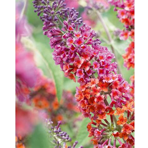 Buddleia Buddleja Flower Power Potted Plant Butterfly Bush Large Hardy ...
