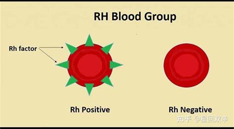 rh血型阳性D变异什么意思？ - 知乎