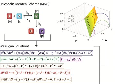 Theoretical Biology and Biophysics Group