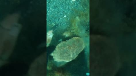Grabbing a massive crab! #spearfishing #crabbing