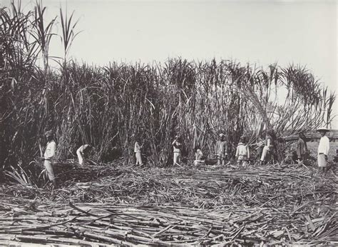 History of sugarcane | Earth@Home: Evolution
