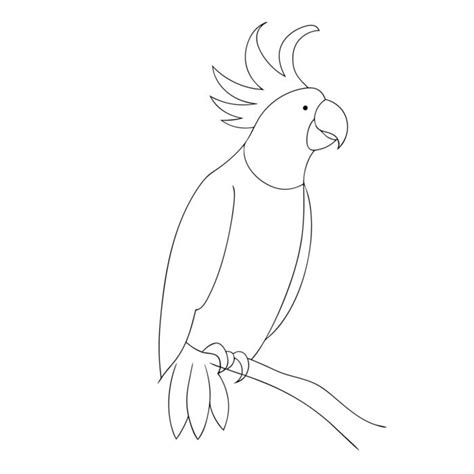 Image result for Parrot Line Drawing