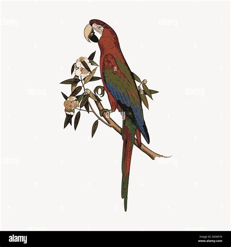 Parrot bird clipart, exotic animal illustration vector Stock Vector ...