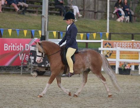 South West Hairy Pony Fest 2025, Kings Sedgemoor Equestrian Centre ...