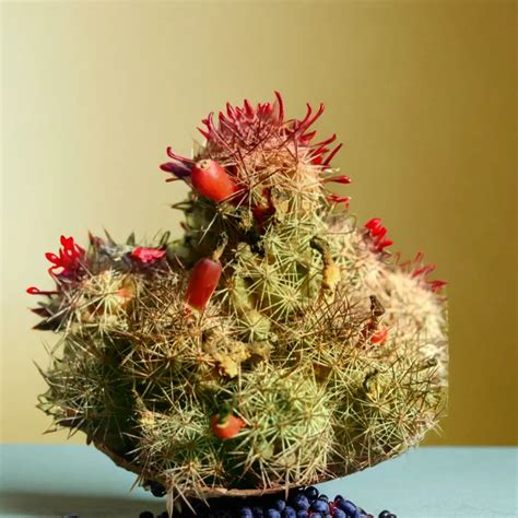 Cactus 1 – Plant Orbit