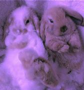 Image result for Pink White Baby Bunnies