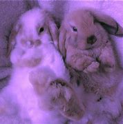 Image result for Adorable Bunny Pictures