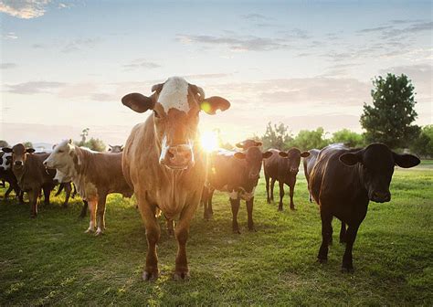 Cattle Vector Art HD Wallpaper Product Product Recipe HD