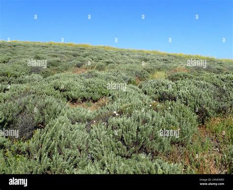 California sagebrush (Artemisia californica) Plantae Stock Photo - Alamy