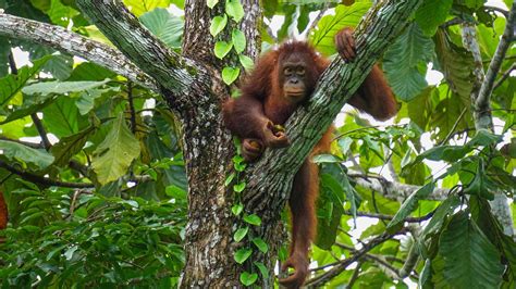 Why Bornean Orangutans Are Endangered and What We Can Do