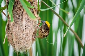 Image result for Unusual Animal Nests