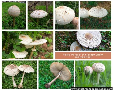 Chlorophyllum Molybdites
