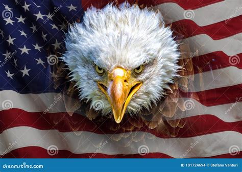 An Angry North American Bald Eagle on American Flag Stock Photo - Image ...