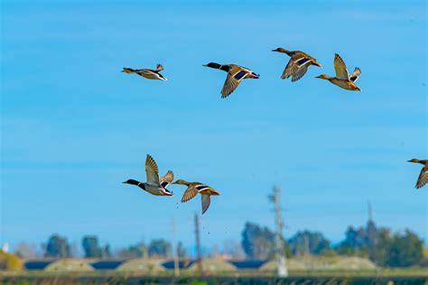 Live Duck Migration Map | Comparison Guide | 50 Ducks
