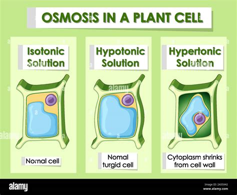 Diagram showing osmosis in plant cell illustration Stock Vector Image ...