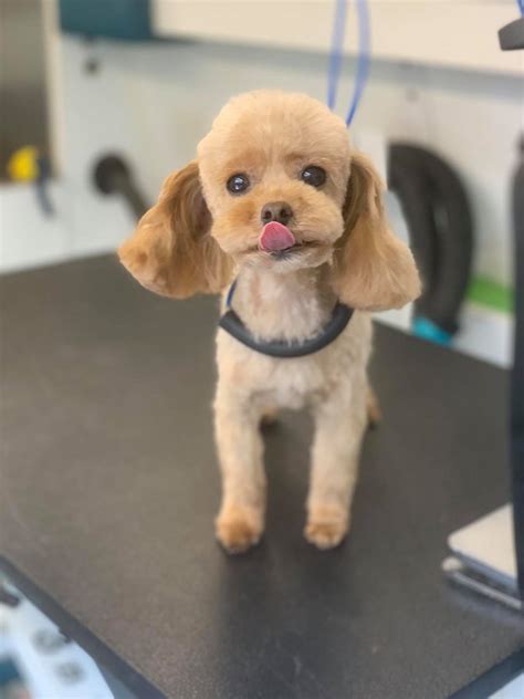 Dog Grooming Gallery Indiana | Smoochie Pooch Gallery