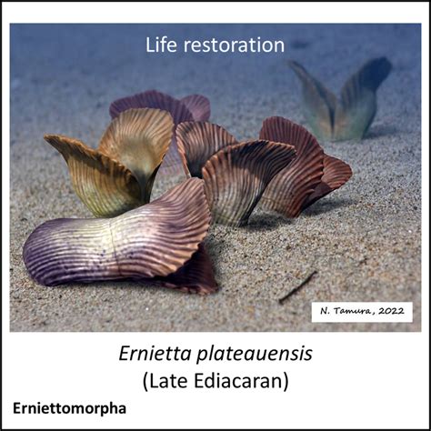 Evolution of Animals 的图像结果