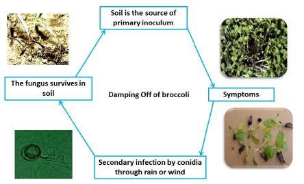 IPM for Braccoli