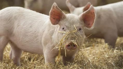 Exudative Epidermitis in Piglets – Causes, Symptoms & Prevention