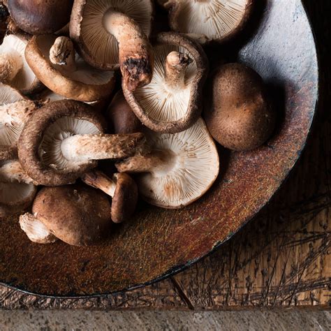 Shiitake Mushrooms: Superfood Ingredient in Your Dog's Bowl – Allprovide