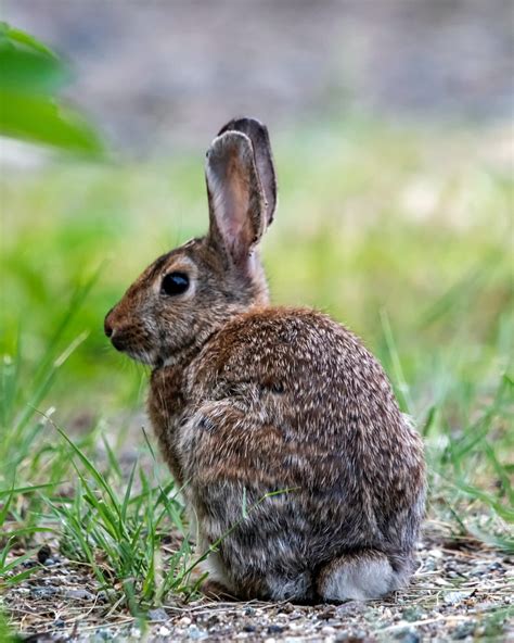 Unlocking the Symbolism: Exploring the Spiritual Meaning of Bunny Rabbits