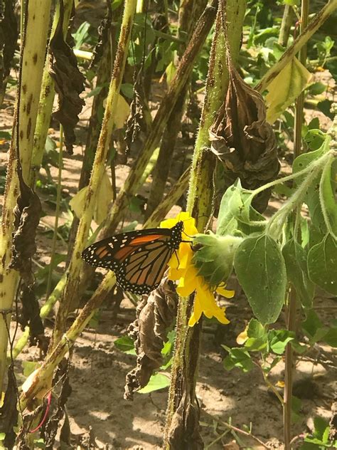 Lannon Sunflower Farm | Hennacornoeli Days
