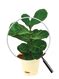 Fiddle Leaf Fig Plant - Bambino – Ugaoo