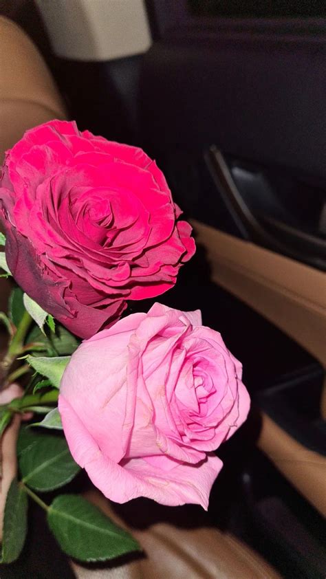 Pink Roses on Car Dashboard