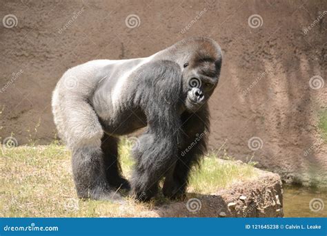 Silverback Gorilla stock photo. Image of rascal, silverback - 121645238