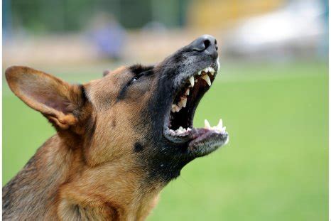 Cane Corso Dogs Attack 的图像结果