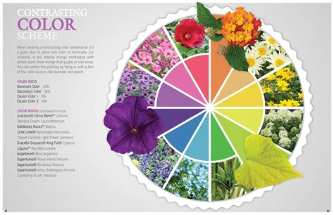 The Color Wheel in plants!! ♥ | Purple flowers garden, Purple plants ...