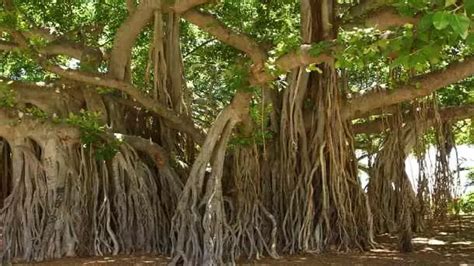 banyan tree benefits for wealth and prosperity in home barhad ke ped ka ...