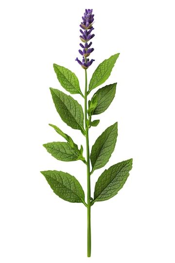 Purple lavender flower stem with green leaves isolated on white ...