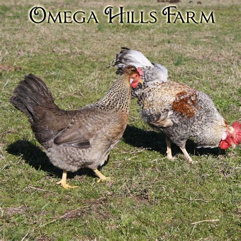 Cream Legbar Chickens and Hatching Eggs for Sale