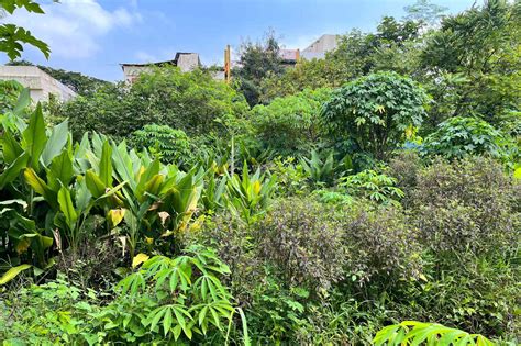 How rooftop gardens can potentially reduce the burden on India’s ...