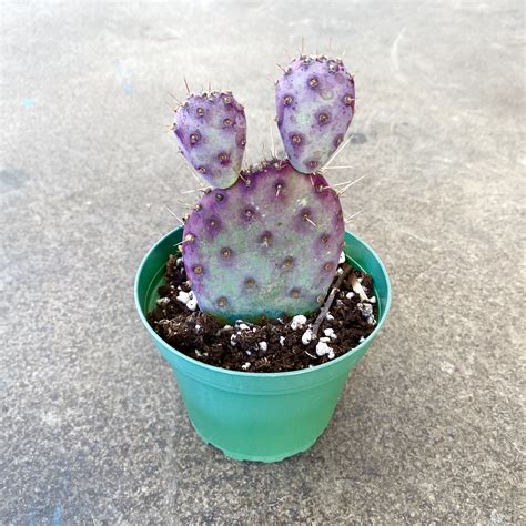 Santa Rita Prickly Pear Cactus — Peas&Bees Co