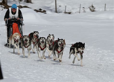 12 Sled Dog Breeds: A Complete Guide (With Info & Pictures) | Hepper
