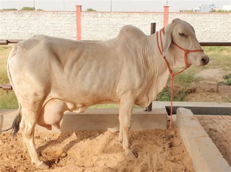 Tharparker Cattle/Mahipal Dairy Farm