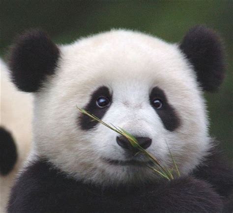 大熊猫国家国宝，是我国独有的动物…_腾讯新闻