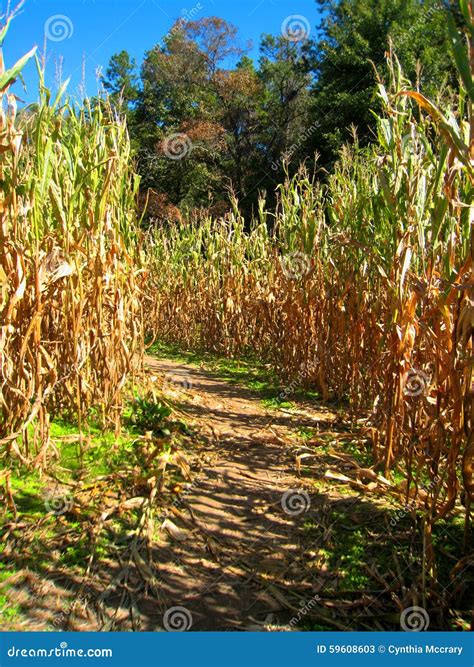 Autumn Corn Maze stock image. Image of plants, field - 59608603