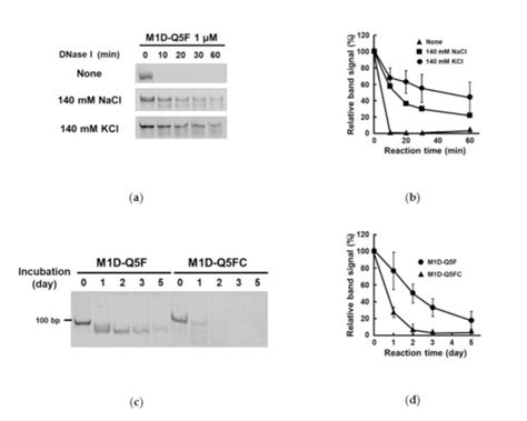 Development of Specific Inhibitors for Oncogenic Phosphatase PPM1D by ...