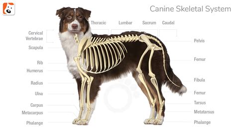 Skeletal System Of A Dog