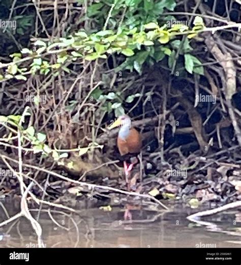 Russet-naped Wood-Rail (Aramides albiventris Stock Photo - Alamy