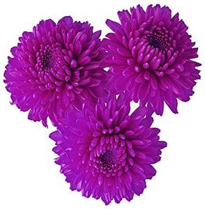 VibeX ® NBRI-1056-Miracle Chrysanthemum Seeds - Purple Seed Price in ...