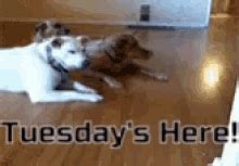 Funny Tuesday GIFs | Tenor
