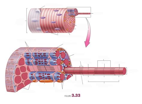 Image result for Skeletal Muscle Structure Labeled